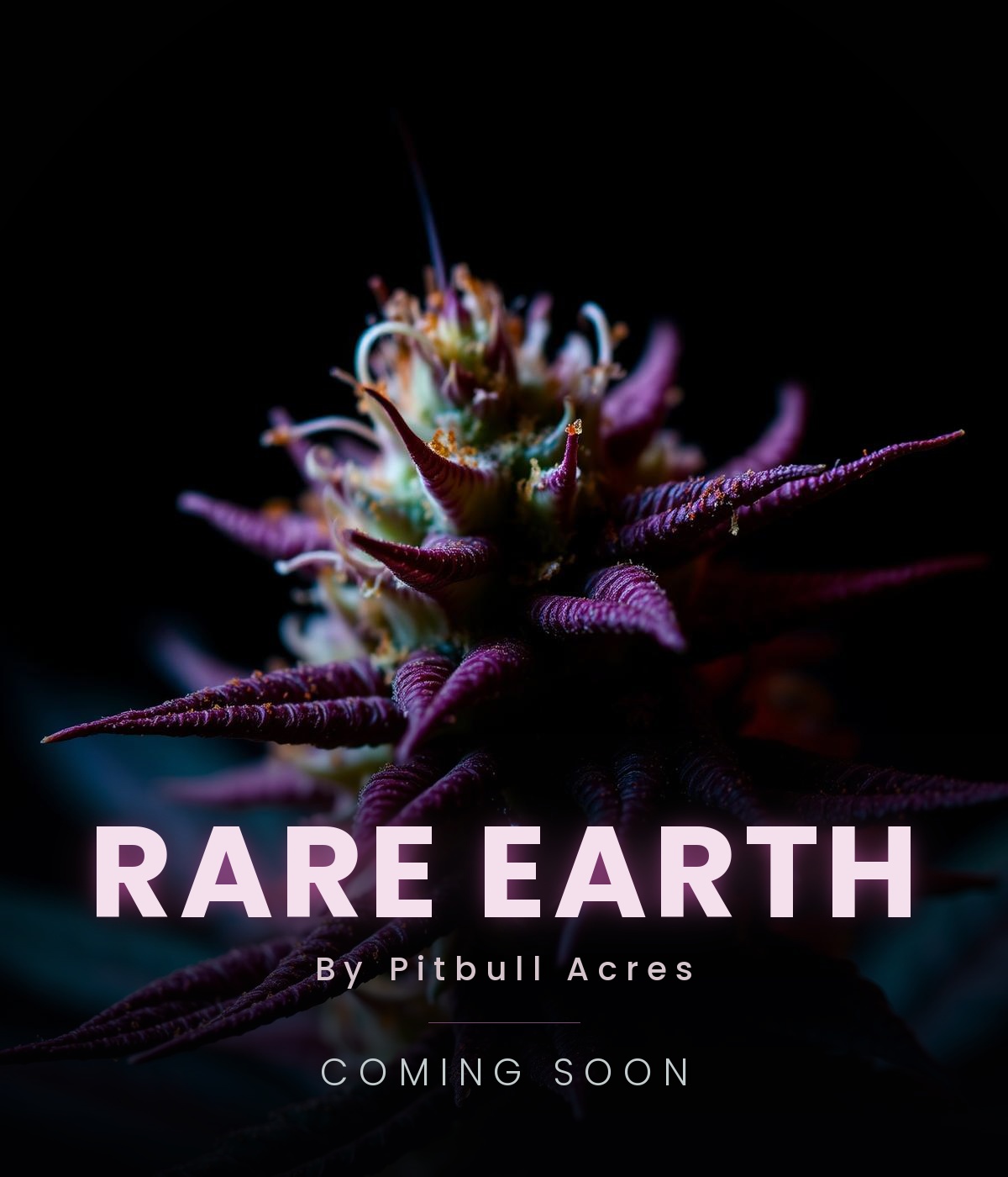 Coming soon — Rare Earth by Pitbull Acres