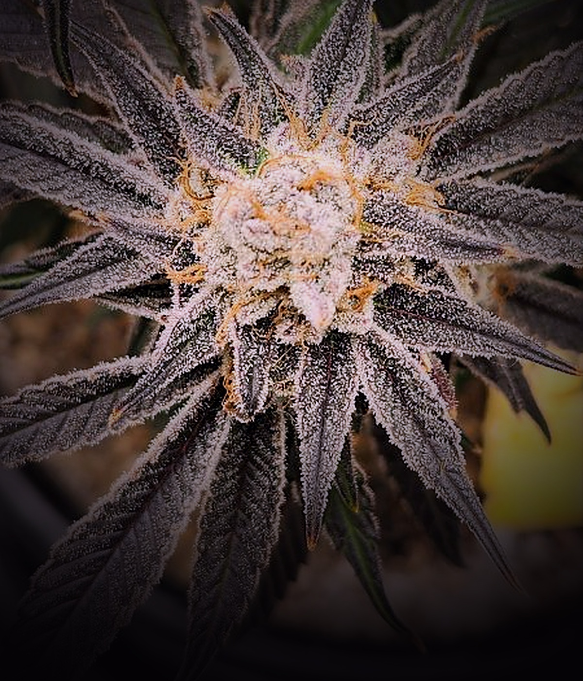 Grape Stomper