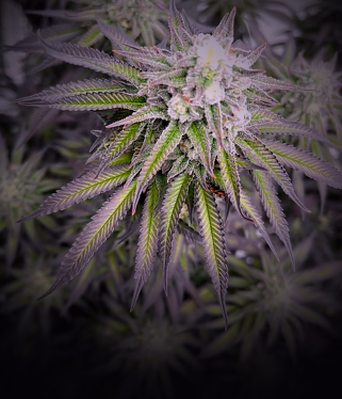 Purple Punch
