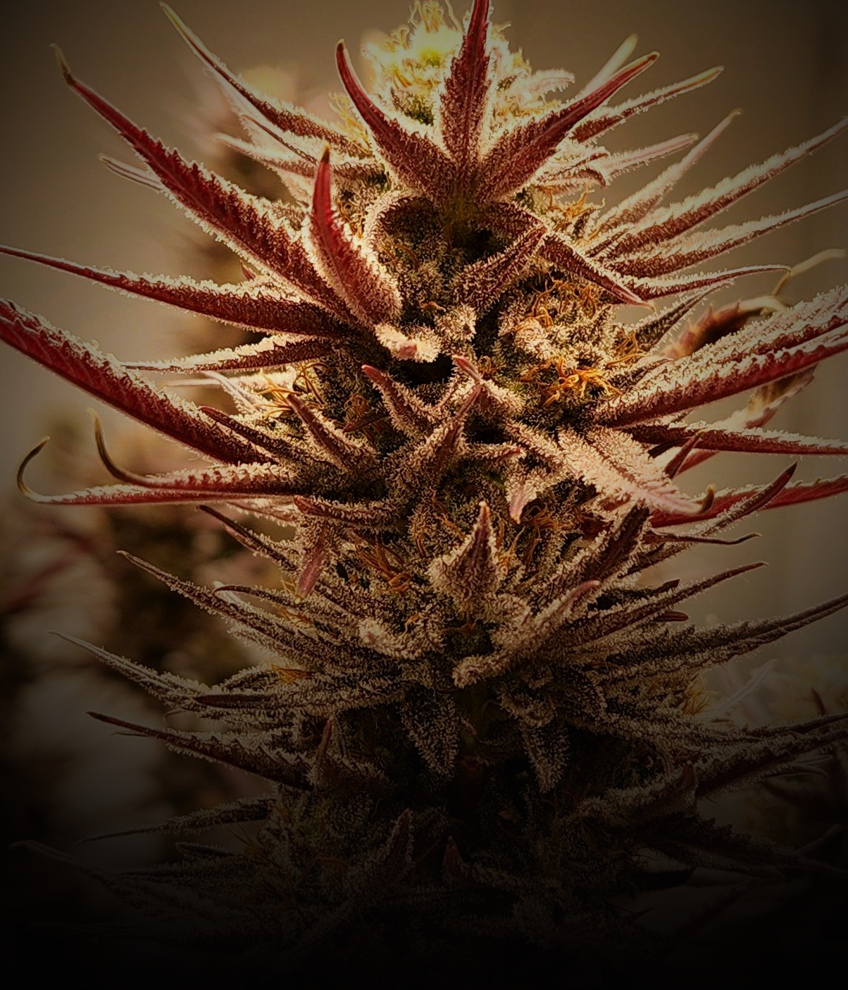 Blueberry Yum Yum